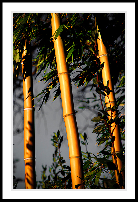 Yellow bamboo ready to be harvested.